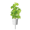 Click And Grow Basil Plant Pods 3-Pack 3
