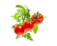 Click And Grow Mini Tomato Plant Pods 3-Pack 3