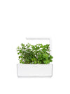 Click And Grow Peppermint Plant Pods 3-Pack 3